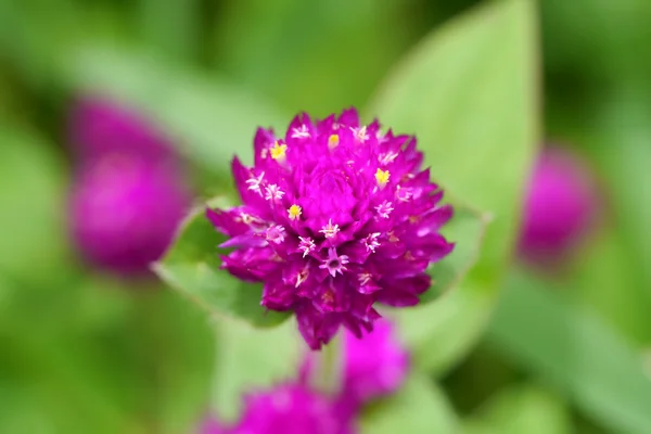 Globus-Amaranth-Blume — Stockfoto