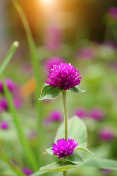 Globo amaranto Fiore — Foto Stock