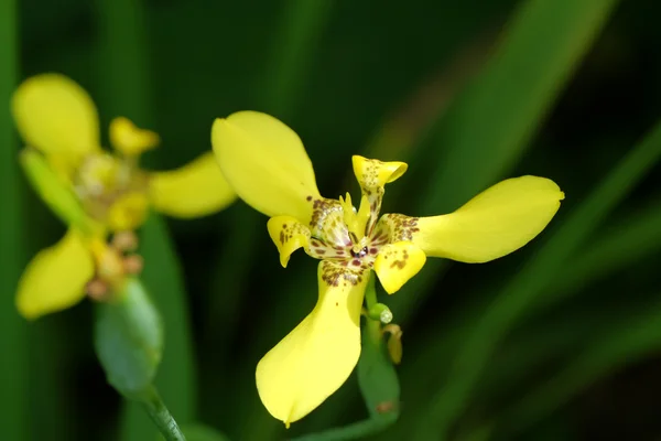 Bahçedeki güzel sarı çiçekler — Stok fotoğraf