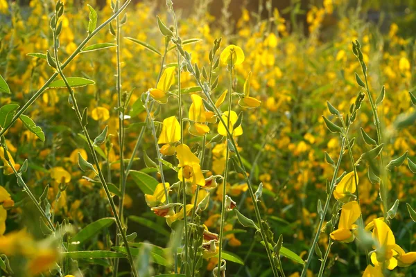 Mooie gele bloemen in de tuin — Stockfoto