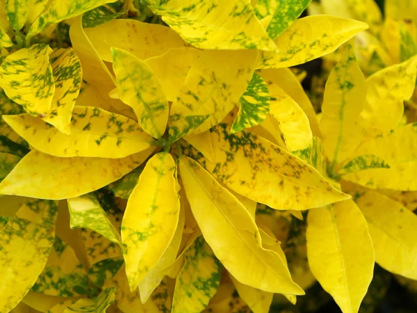 Yellow Croton in the Garden. — Stock Photo, Image