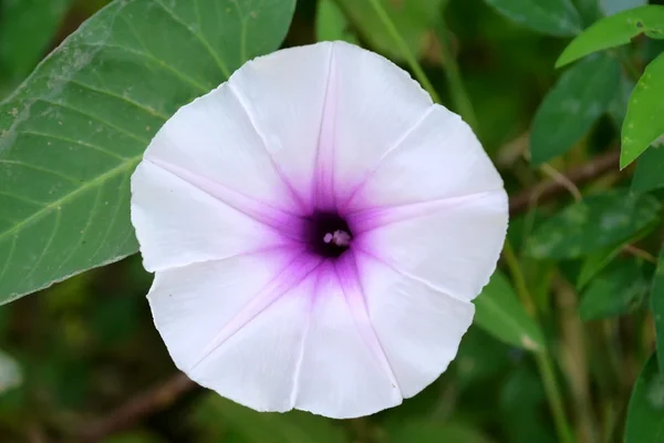 Morning glory bloem — Stockfoto