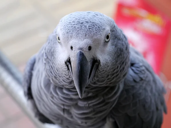 Afrikaanse grijze papegaai op zoek. — Stockfoto