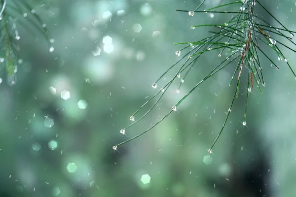 Belo fragmento de ramos de pinheiro em gotas de chuva — Fotografia de Stock