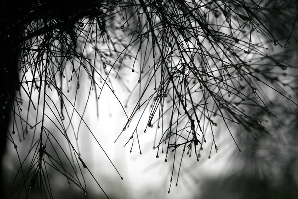 松の葉に美しい雨粒します。. — ストック写真