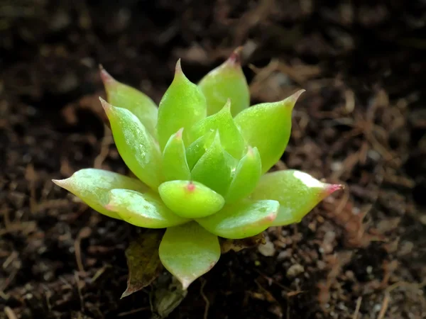 Pustynia roślina kaktusa. — Zdjęcie stockowe