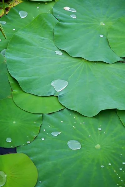 Green lotus leaf — Stock Photo, Image