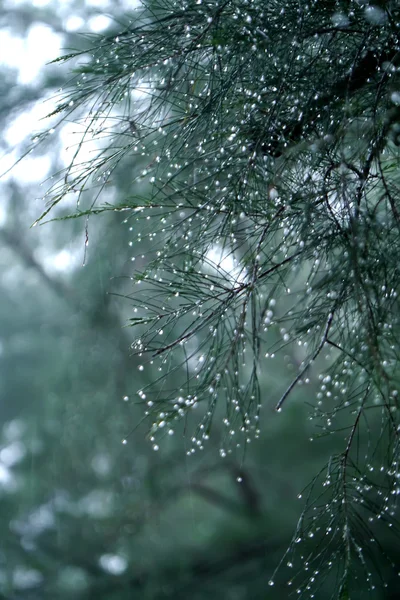Imagen desenfocada de Hermosas gotas de lluvia sobre hojas de pino con lluvia — Foto de Stock