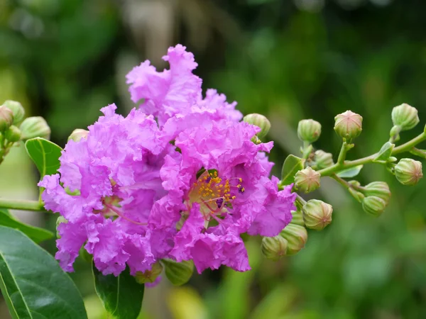 Hermosas flores rosadas en el jardín —  Fotos de Stock