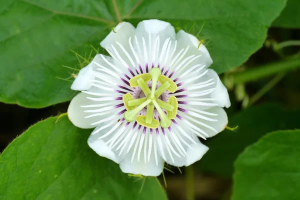 Flor blanca floreciente de la pasión — Foto de Stock