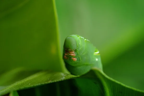 Caterpiller on a parsley leaf — Stock Photo, Image