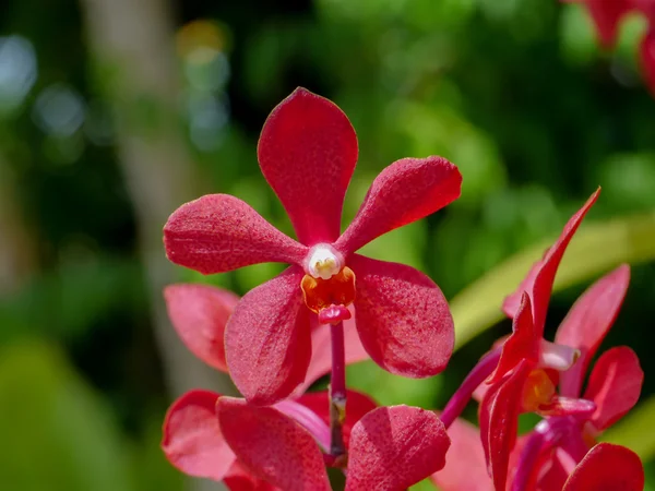 Piękne dzikie orchidee. — Zdjęcie stockowe