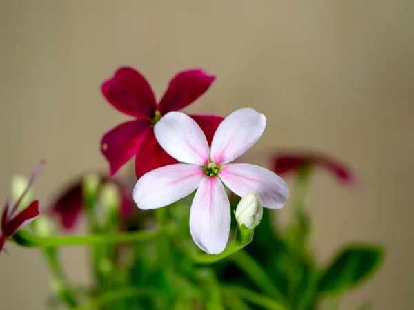 Rangoon klimplant bloem. — Stockfoto