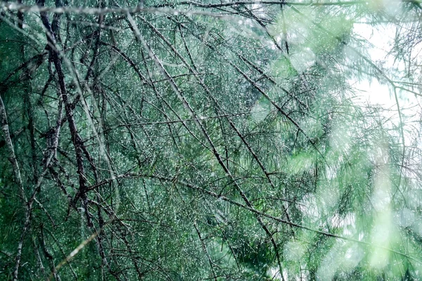 Image floue de belles gouttes de pluie sur des feuilles de pin avec de la pluie — Photo