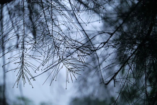 雨で松の葉の美しい雨のしずくのイメージを unfocus します。 — ストック写真