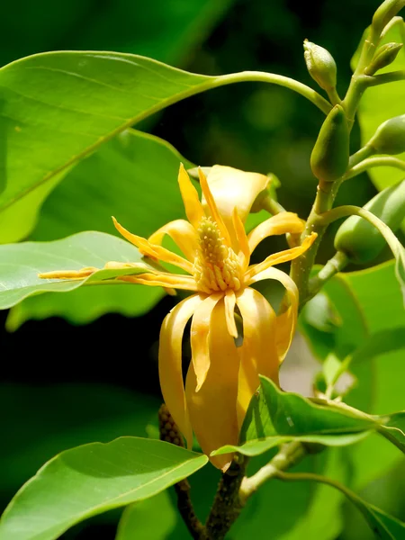 Yellow Champaka are blooming on tree. — Stock Photo, Image