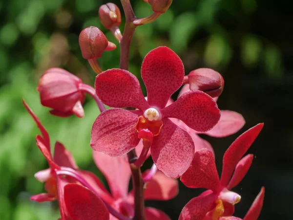 Beautiful wild orchids. — Stock Photo, Image