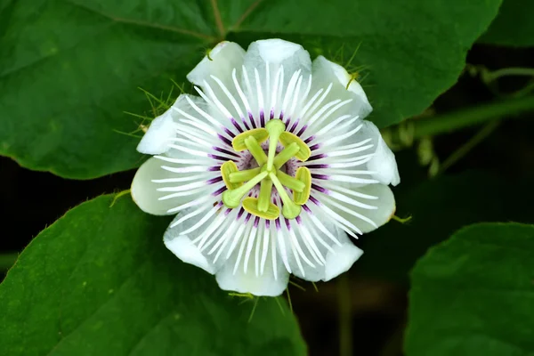 Blooming white Passion Flower — Stock Photo, Image