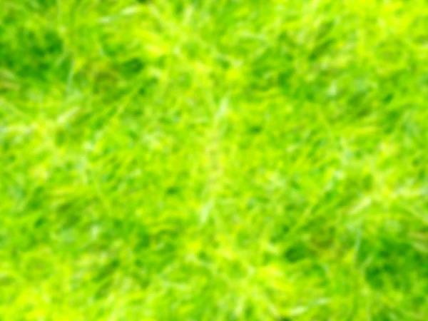 Borrão imagem de fundo folhas de bambu — Fotografia de Stock