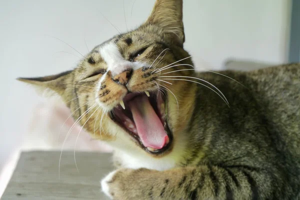 Bengal katt är gäspning. — Stockfoto