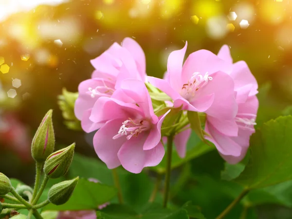 Красивые розовые цветы в саду — стоковое фото