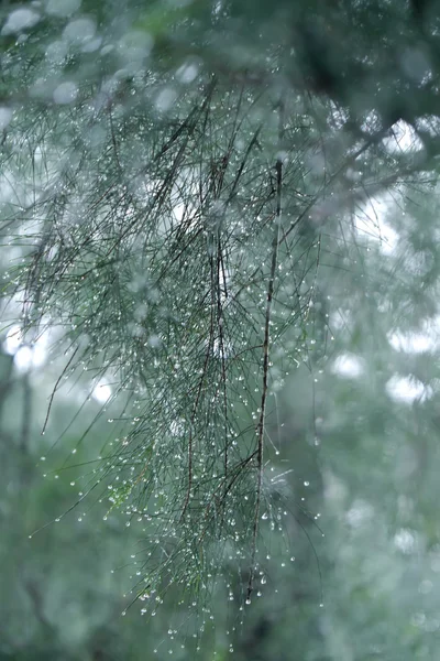 Güzel yağmur damlaları resmini rainin ile çam yaprakları unfocus — Stok fotoğraf