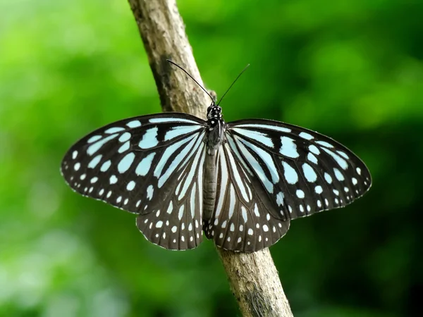 Borboleta azul em um galho — Fotografia de Stock