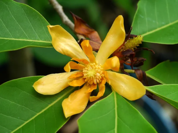 Champaka Amarillo están floreciendo en el árbol. (Michelia alba DC .) — Foto de Stock