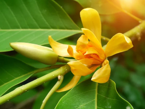 Sarı Champaka ağacı çiçek açmış. (Michelia alba Dc.) — Stok fotoğraf