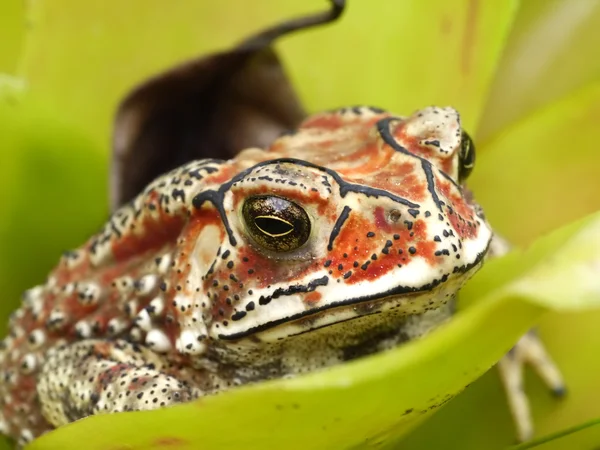 Yellow Toad — Stock Photo, Image