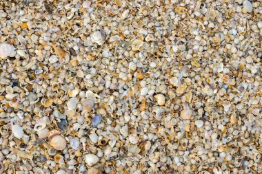 Kabukları plaj arka plan üzerinde.