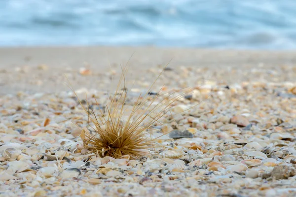 Schelpen op het strand-achtergrond. — Stockfoto