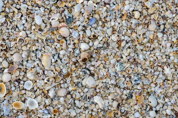 Shells on the beach background. — Stock Photo, Image