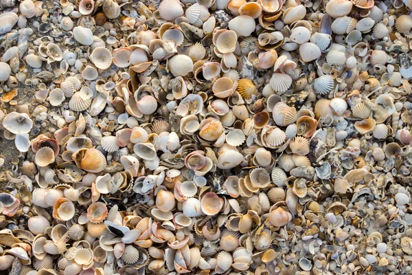 Conchas en el fondo de la playa . — Foto de Stock