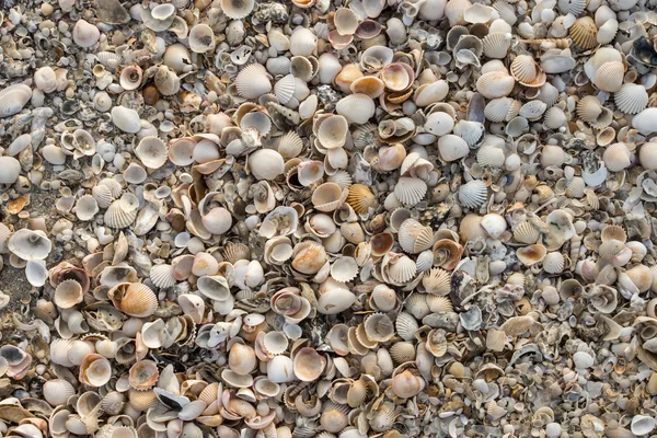 Conchas no fundo da praia . — Fotografia de Stock