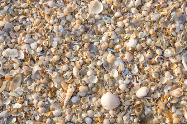 Conchas en el fondo de la playa . —  Fotos de Stock