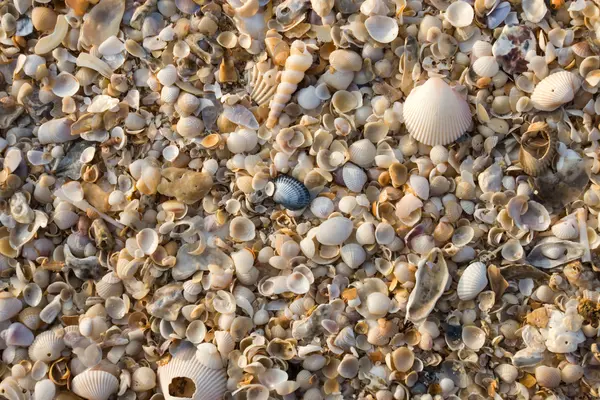 Раковины на фоне пляжа . — стоковое фото