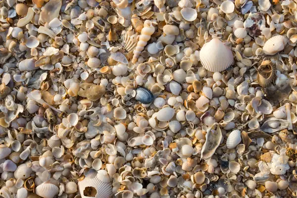 Schelpen op het strand-achtergrond. — Stockfoto