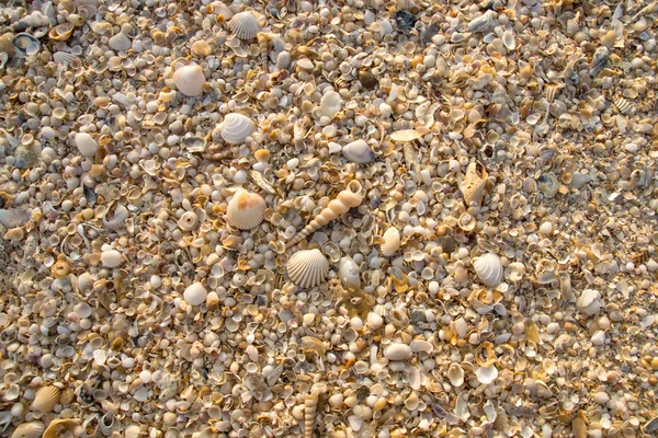 Conchas no fundo da praia . — Fotografia de Stock