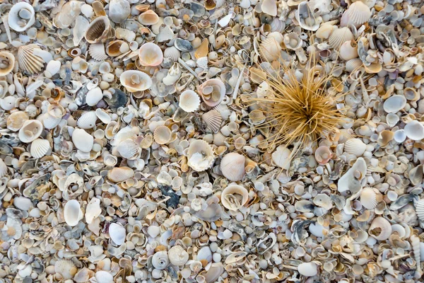 Schelpen op het strand-achtergrond. — Stockfoto