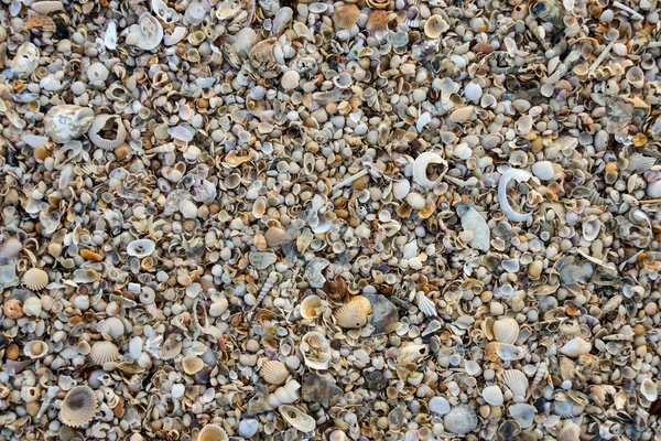 Schelpen op het strand-achtergrond. — Stockfoto
