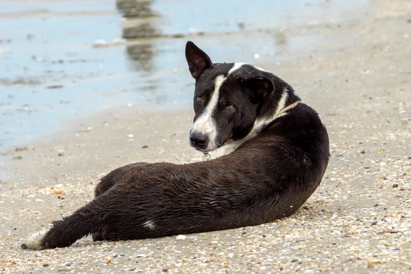 Cane nero sulla spiaggia — Foto Stock