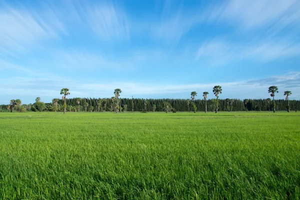 Ris fält grönt gräs blå himmel moln mulet landskap bak — Stockfoto