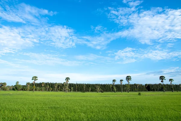 Rijst veld groen gras blue sky cloud bewolkt landschap pagina — Stockfoto