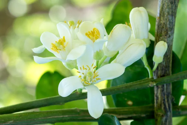 Orangenbaumblüten auf einem Zweig Stockfoto