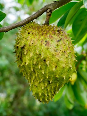Soursop, dikenli muhallebi elma. 