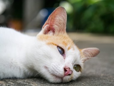 Yerde yatan bir kör kedi