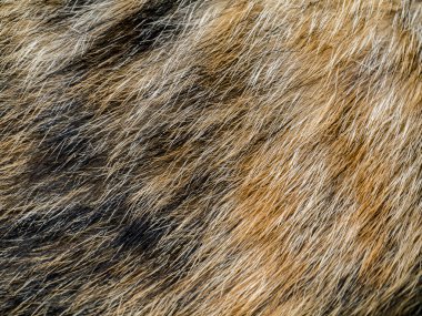 Close-Up zencefil kedi kürk doku veya arka planı için