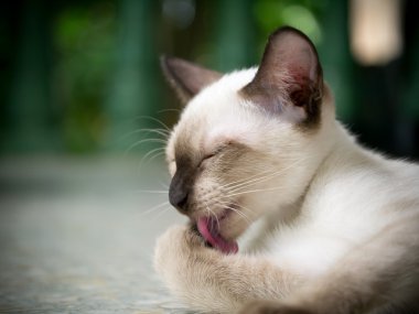 Şirin kedi kendi diliyle yıkıyor