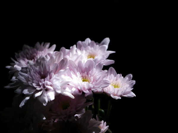 Crisantemi rosa al buio con luce . — Foto Stock